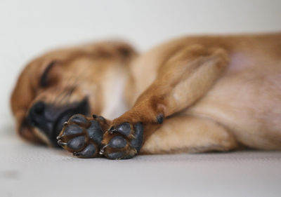 Close-up of a dog sleeping