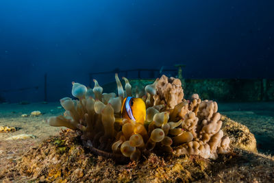 Clownfish in the red sea colorful and beautiful - photographed by avner efrati