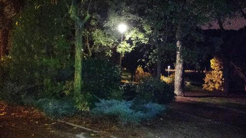 Trees in forest at night