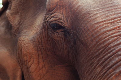 Close-up of elephant