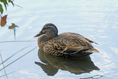 Duck swimming in a lake