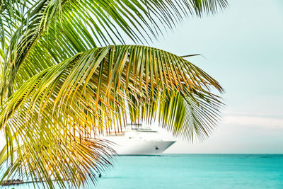 Palm tree and a cruise ship in the caribbean