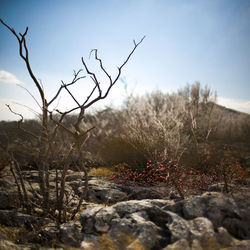 Bare tree and snow berry on eroded rock formarion, narrow focus