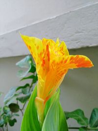 Close-up of yellow day lily blooming outdoors