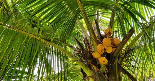 Low angle view of coconut palm tree