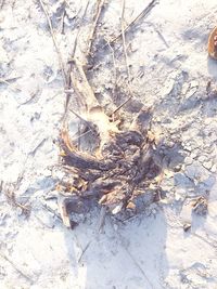 Full frame shot of tree