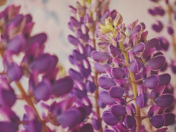 Close-up of purple flowering plant