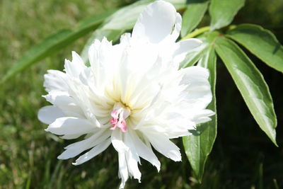 Close-up of white flowering plant in park