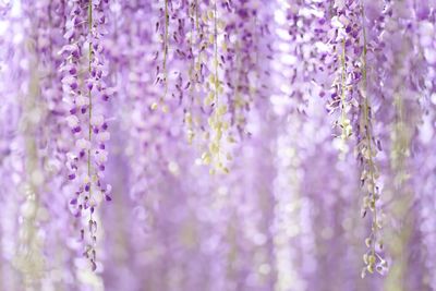 Close-up of wisteria flowers