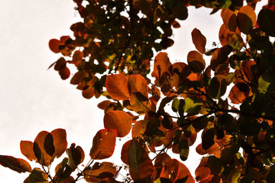 Low angle view of plant against sky