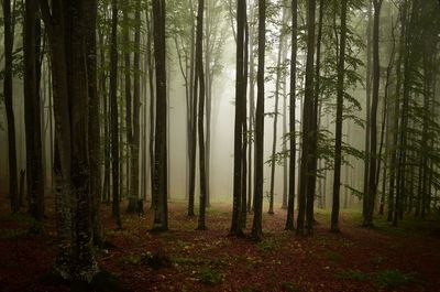 Trees in forest