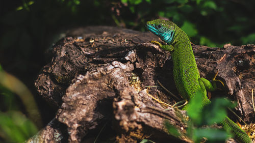 Close-up of lizard on tree