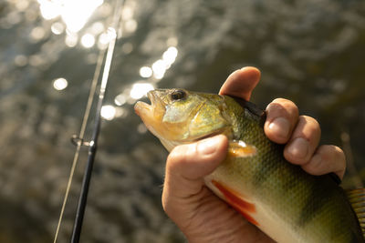 Fishermen holdind perch