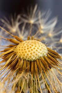 Close-up of wilted dandelion