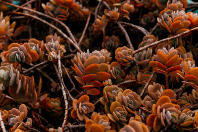 Close-up of orange flowers