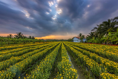 Scenic view of agricultural field against sky