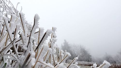 Close-up of snow covered landscape