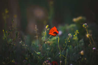 Close-up of flowering plant on field