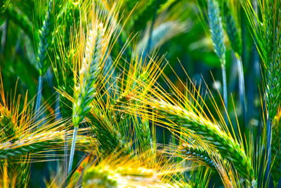 Close-up of wheat growing on field