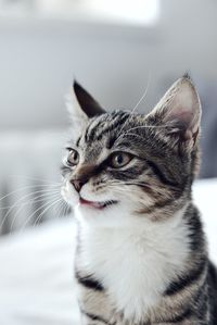 Close-up of cat looking away at home