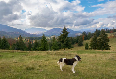 Sheperd dog in transilvania, romania