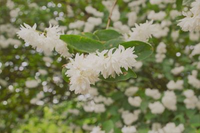 Close-up of white flowering plant