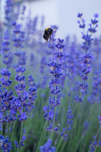 Close-up of bee on purple flowers