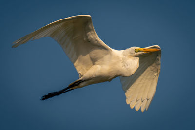 Bird flying against clear sky