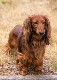 Close-up portrait of dog sitting on grass