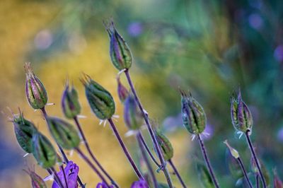 Close-up of purple flowering plants on field