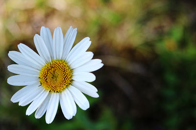 Close-up of white daisy