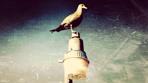 Bird perching on wall