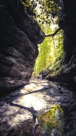 People on rocks in forest