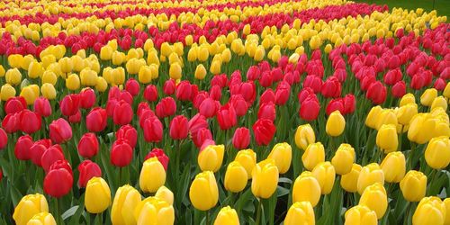 Full frame shot of multi colored tulips