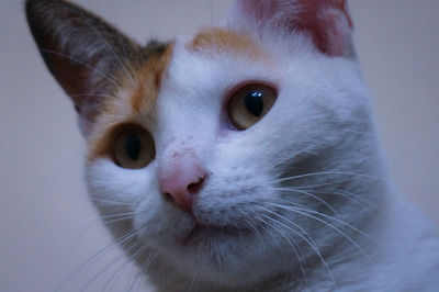 Close-up portrait of a cat