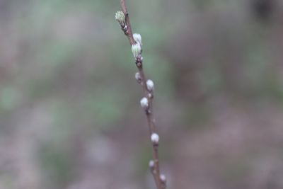 Close-up of water drops on twig