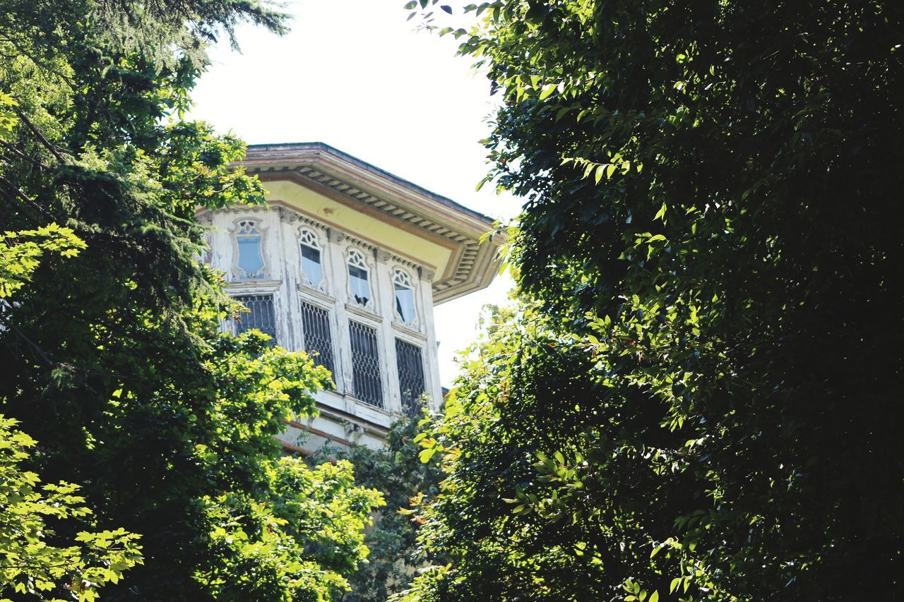 tree, plant, architecture, building exterior, built structure, nature, growth, day, no people, green color, sky, low angle view, building, outdoors, sunlight, foliage, clear sky, lush foliage, history, branch