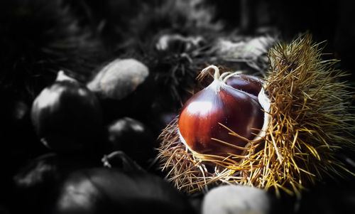 Close-up of fruits