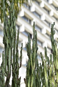 Close-up of pine tree in summer 