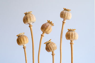 Close-up of opium poppy buds against white background