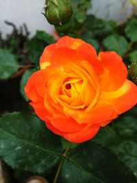 Close-up of rose plant