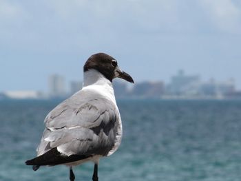 Seagull perching on railing