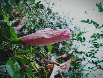 Close-up of red flower