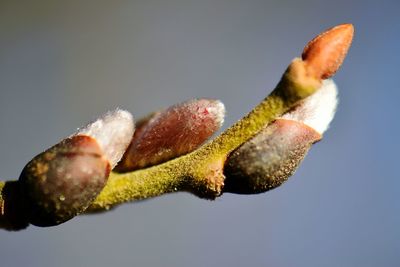 Close-up of flower buds against white background