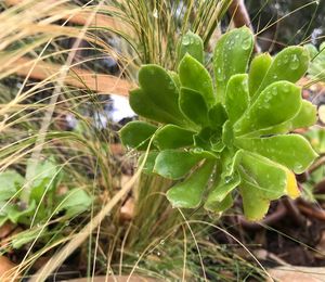 Close-up of fresh green plant