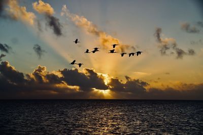Birds flying over sea against sky