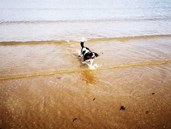 Dog running on beach