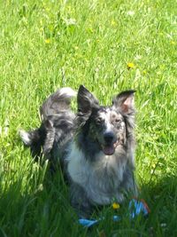 Dog relaxing on grassy field