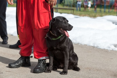 Low section of man standing by dog