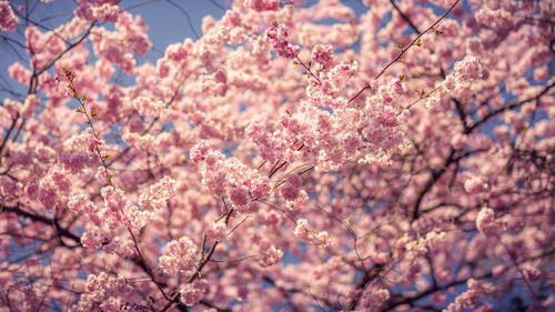 Low angle view of pink flowers on tree